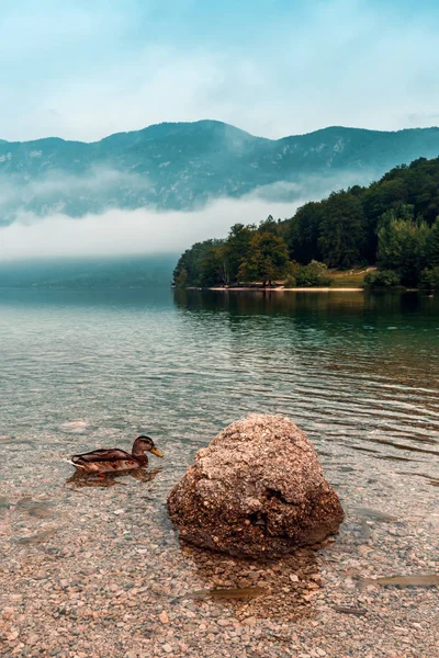 Bohinj Gölü Ekosistemi — Stok fotoğraf