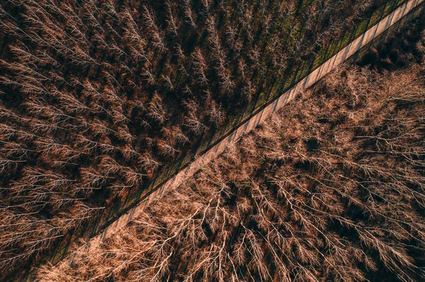 Luftaufnahme einer leeren Straße durch Baumwollwald — Stockfoto