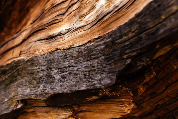 Velho detalhe tronco de madeira rachado — Fotografia de Stock