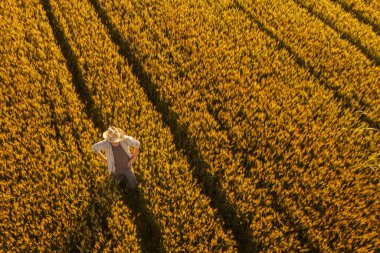 Altın olgun buğday tarlasında duran çiftçinin havadan görünümü