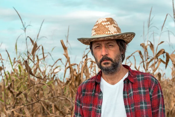 Retrato de agricultor de milho em campo de cultivo de milho maduro — Fotografia de Stock