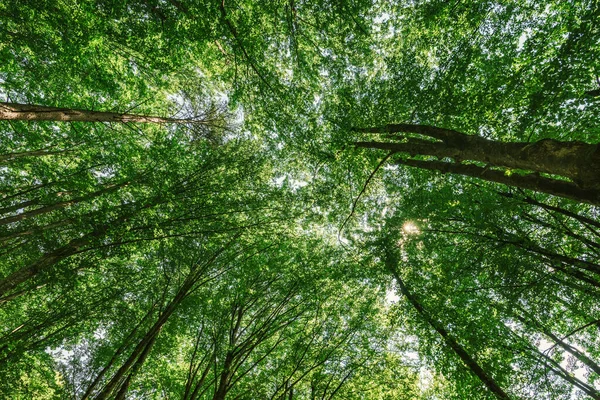 Nella foresta silenziosa, vista a basso angolo sotto alberi alti — Foto Stock