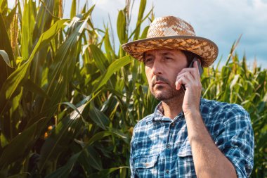 Mısır çiftçi ürün alanında cep telefonu konuşuyor