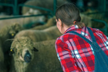 Koyun yetiştirme ve yetiştirme çiftliğinde kadın çiftçi.