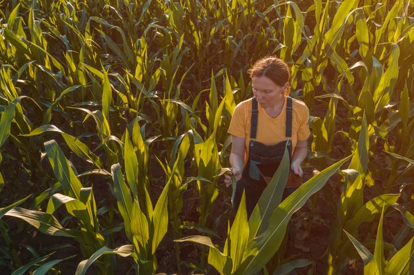 Agronómus nő használ tabletta számítógép-ban kukorica mező — Stock Fotó