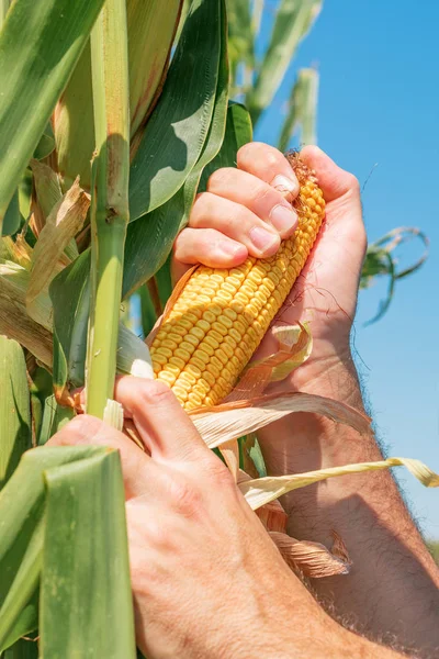 Agricoltore che esamina il mais sulla pannocchia in campo — Foto Stock