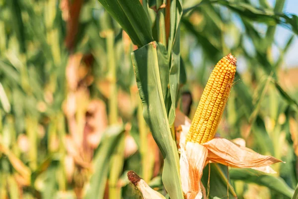 Rijpe maïs maïs op de kolf in veld — Stockfoto