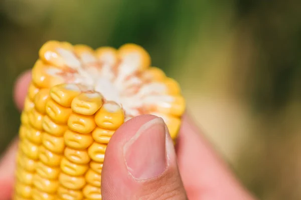 Close up of farmer's hand holding corn cob — Stock Photo, Image