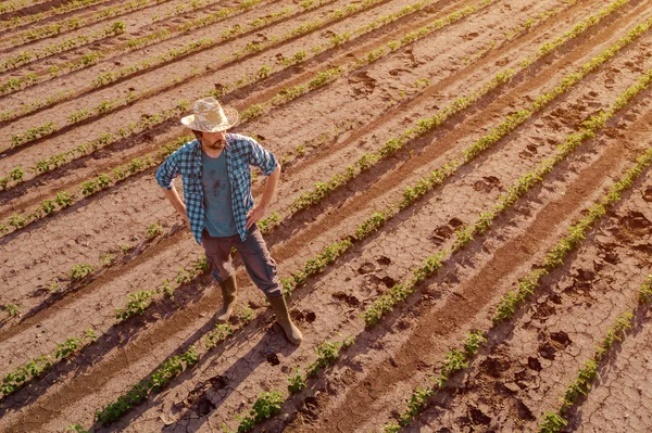 Rolnik stojący w uprawnych polach soi, wysoki kąt widzenia — Zdjęcie stockowe