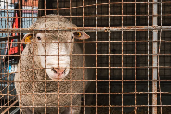 Ile de France ooi mannelijke schapen — Stockfoto