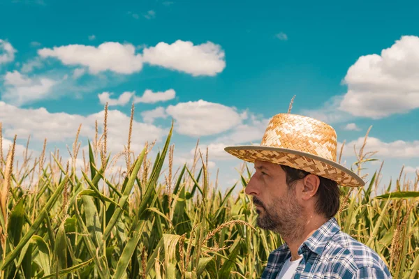 Productor de maíz en campo de maíz cultivado —  Fotos de Stock
