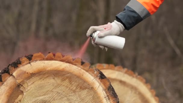 Bosbouwtechnicus Markeert Boomstammen Voor Brandhout Met Rode Spuitbus Verf Boswachter — Stockvideo