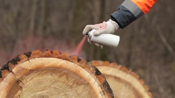 Skogstekniker Märkning Stockar För Ved Med Röd Aerosol Kan Måla — Stockvideo