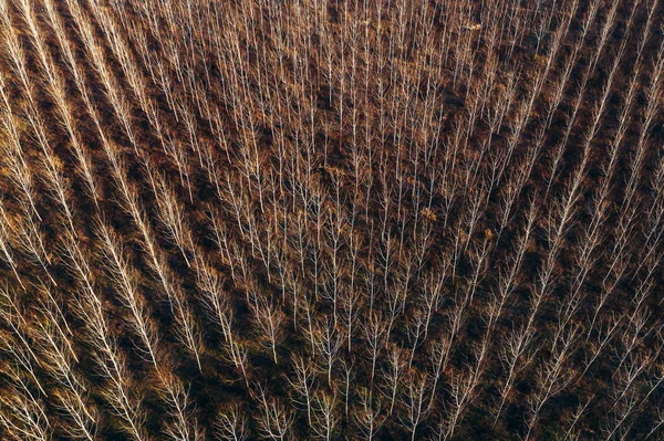 Aerial photography of bare aspen treetop in winter woodland — ストック写真