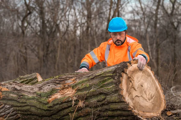 Teknisi kehutanan menganalisa batang pohon setelah memotong — Stok Foto