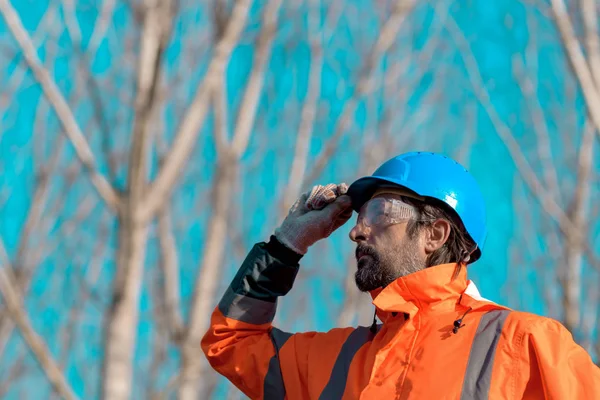 Forsttechniker blickt zu Baumwipfeln auf — Stockfoto