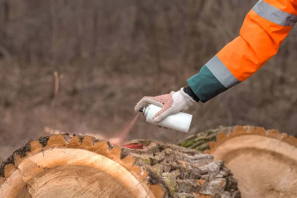 Teknisi kehutanan menandai batang pohon dengan aerosol merah bisa sakit. — Stok Foto