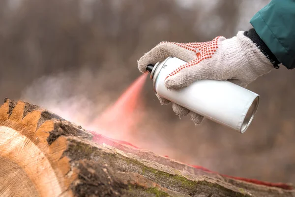 Technicien forestier marquage tronc d'arbre avec aérosol rouge peut douleur — Photo