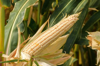 Beyaz çekirdekli mısır koçanı