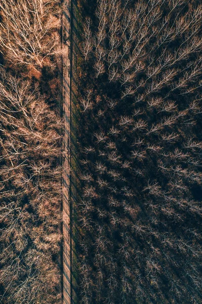 Vue aérienne de la route vide à travers la forêt de peupliers — Photo