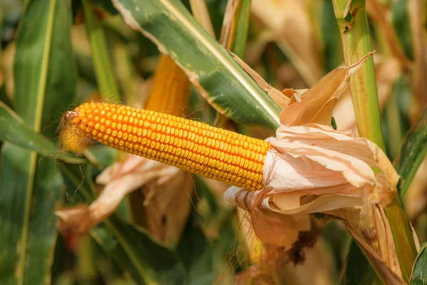 Ear of corn on maize plantation — Stock Photo, Image