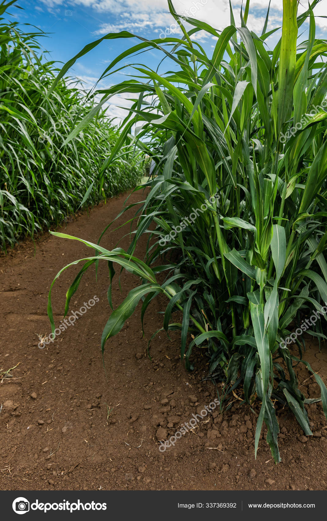 drummondii or sudan grass plantation Stock Photo by