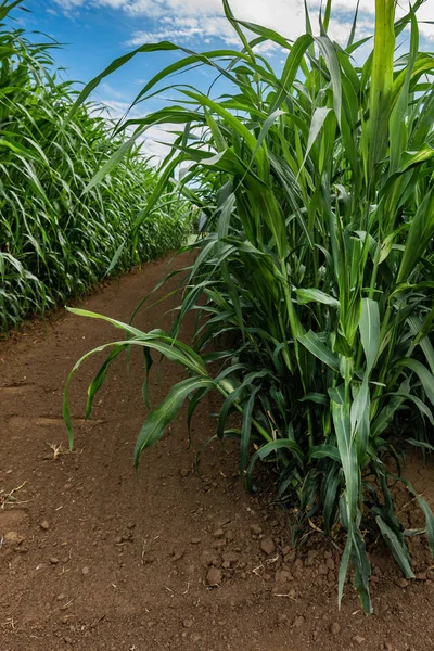 Tamboril de sorgo ou plantação de capim de sudan — Fotografia de Stock