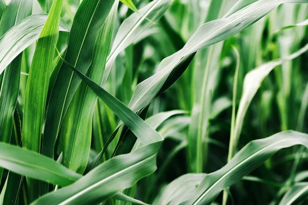 Плантація сорго барамондію або суданської трави — стокове фото
