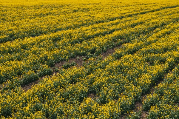 Aerial view of canola rapeseed field in poor condition — Stock Photo, Image