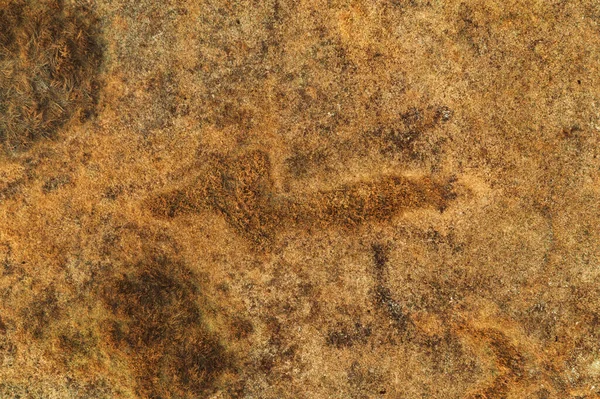 Çayırdaki kuru otların havadan görünüşü — Stok fotoğraf