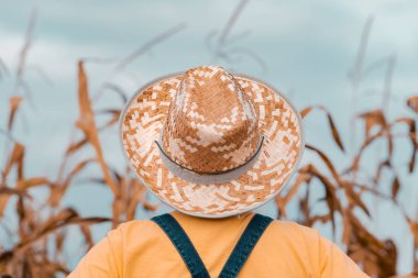 Mısır tarlasına bakan mısır çiftçisinin dikiz görüntüsü