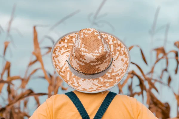 Rear view of corn farmer looking at her cornfield — 스톡 사진