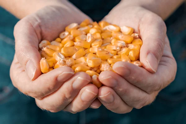 Female farmer handful of harvested corn grains, close up — 스톡 사진