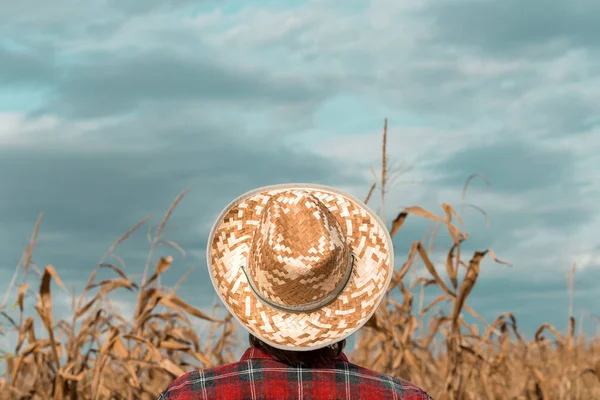 Visão traseira do agricultor de milho olhando para o seu campo de milho — Fotografia de Stock