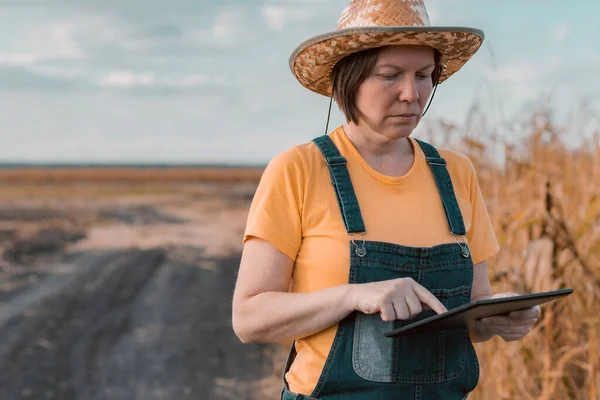 Agricultor de milho feminino usando tablet digital no campo de milho, fazenda inteligente — Fotografia de Stock