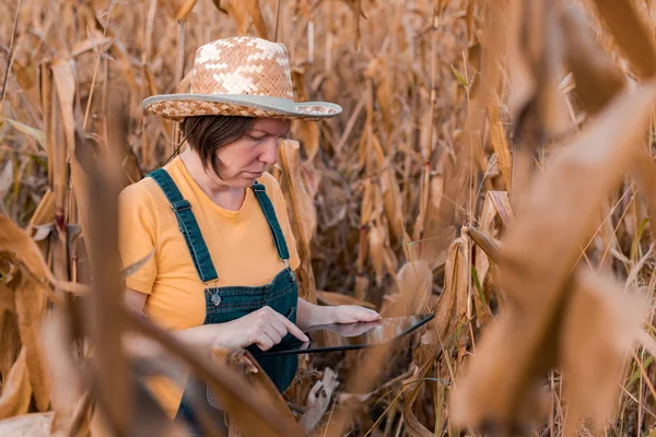 Mısır tarlasında dijital tablet kullanan dişi mısır çiftçisi, akıllı çiftlik — Stok fotoğraf