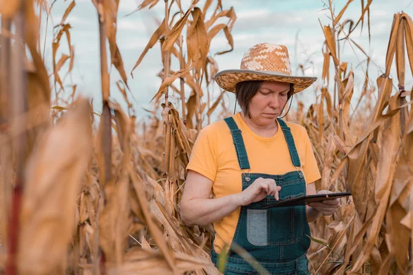 Female corn farmer using digital tablet in cornfield, smart farm — Stock Photo, Image