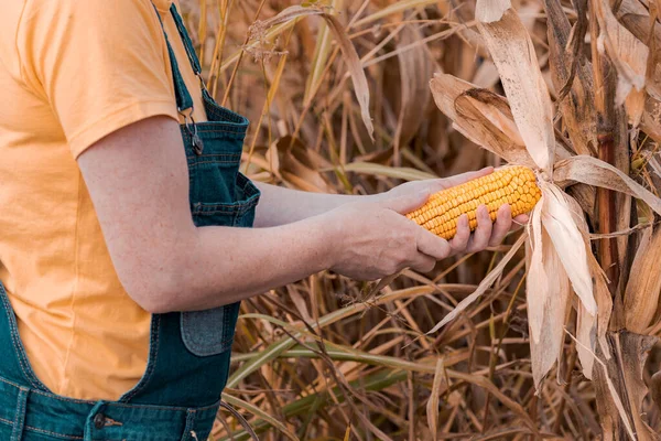 Agricultora examinando espiga de milho — Fotografia de Stock