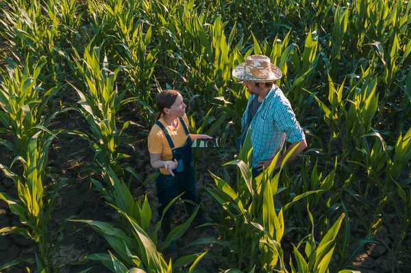 Nő agronómus tanácsolja kukorica mezőgazdasági termelő szántóföldi — Stock Fotó
