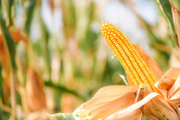 Ear of corn in cultivated cornfield — Stock Photo, Image