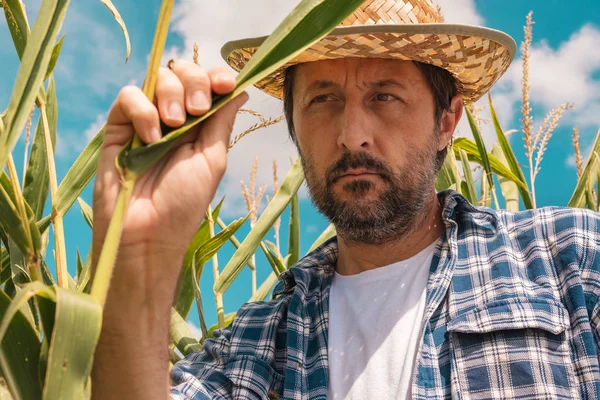 Agricultor que examina plantas de milho no campo — Fotografia de Stock