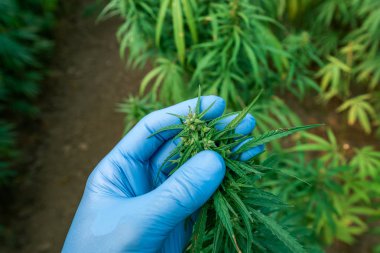 Esrar sativa bitkisinin gelişimini inceleyen bilim adamı