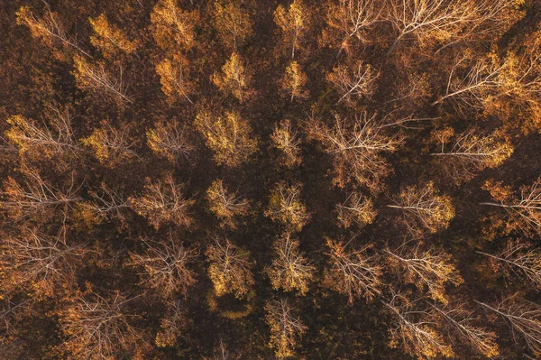 Κάτοψη του φθινοπωρινού δάσους λεύκας από drone pov — Φωτογραφία Αρχείου