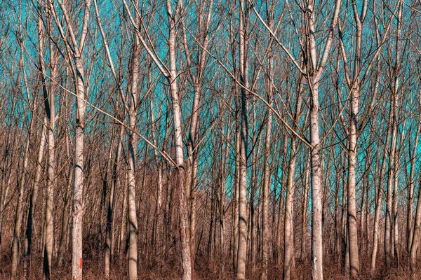 Plantación de álamos en invierno, vivero de árboles —  Fotos de Stock