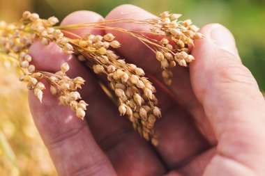 Agronomist, Pro Darı 'nı inceliyor. Tarlada olgun ekin kulakları, el kapatma.