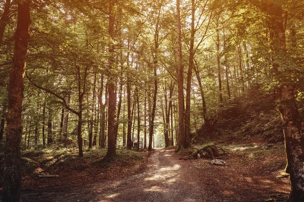 Sentiero Vuoto Nella Foresta Lavato Nella Calda Luce Solare Estiva — Foto Stock