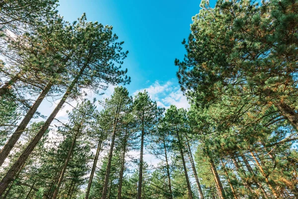 Tall pine trees, low angle view of evergreen forest in autumn