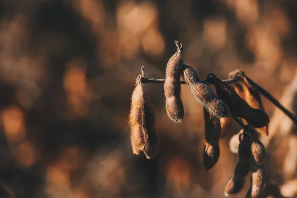 Ripe Soybean Plant Field Pods Ready Harvest Selective Focus — Stock Photo, Image