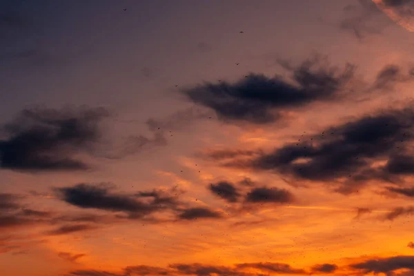 Rebanho Gaivotas Voando Através Céu Colorido Pôr Sol Silhuetas Pássaros — Fotografia de Stock