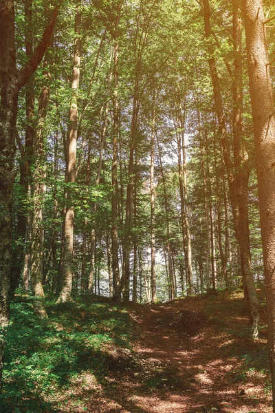 Wanderweg Wald Sonnigen Sommertagen Keine Menschen — Stockfoto
